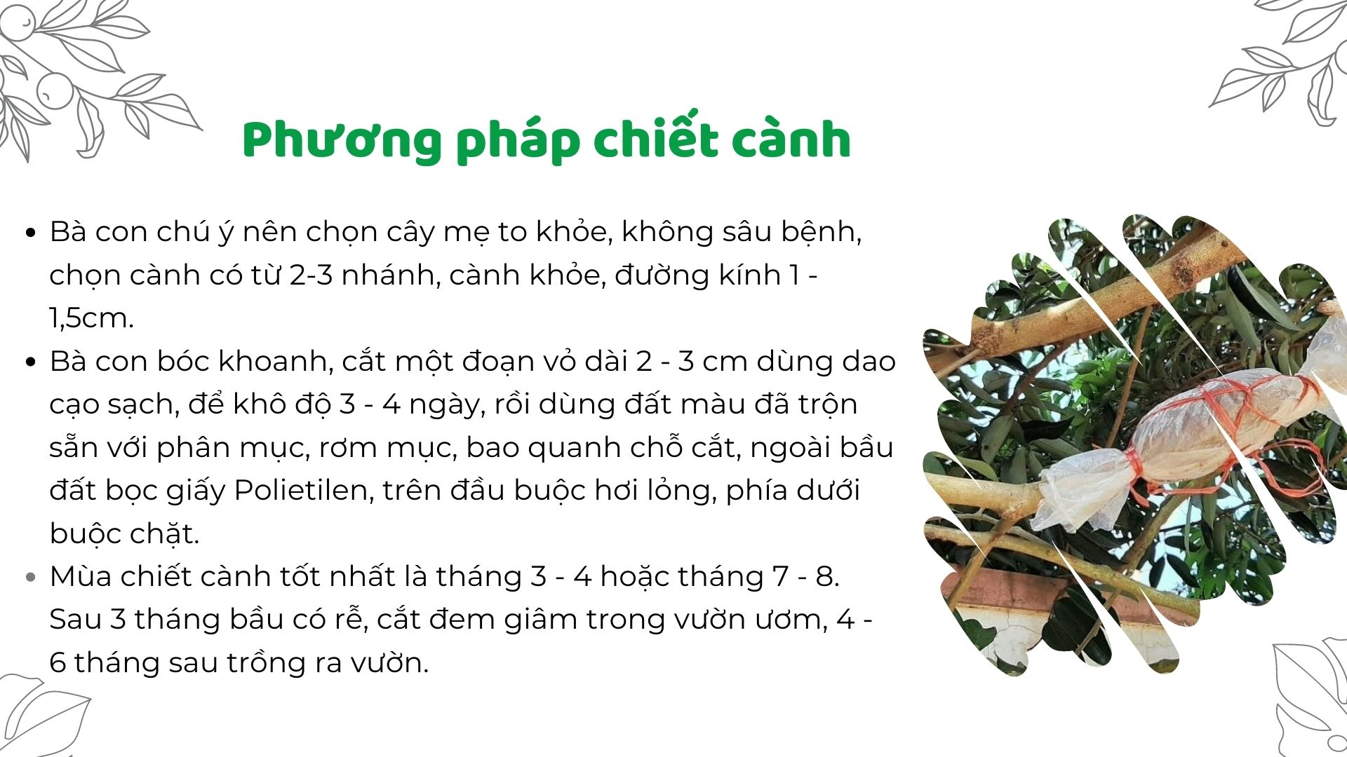 SỔ TAY NHÀ NÔNG: Tìm hiểu phương pháp nhân giống vải thiều - Ảnh 2.