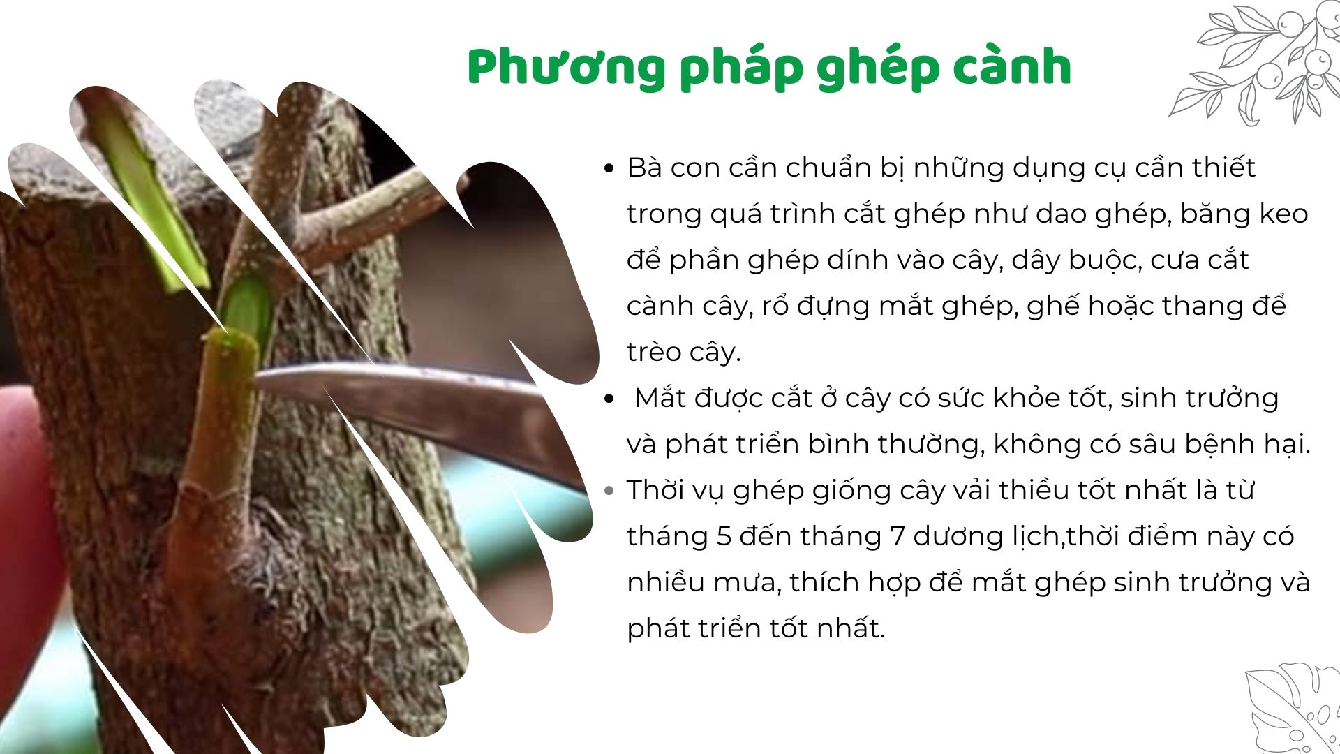 SỔ TAY NHÀ NÔNG: Tìm hiểu phương pháp nhân giống vải thiều - Ảnh 3.