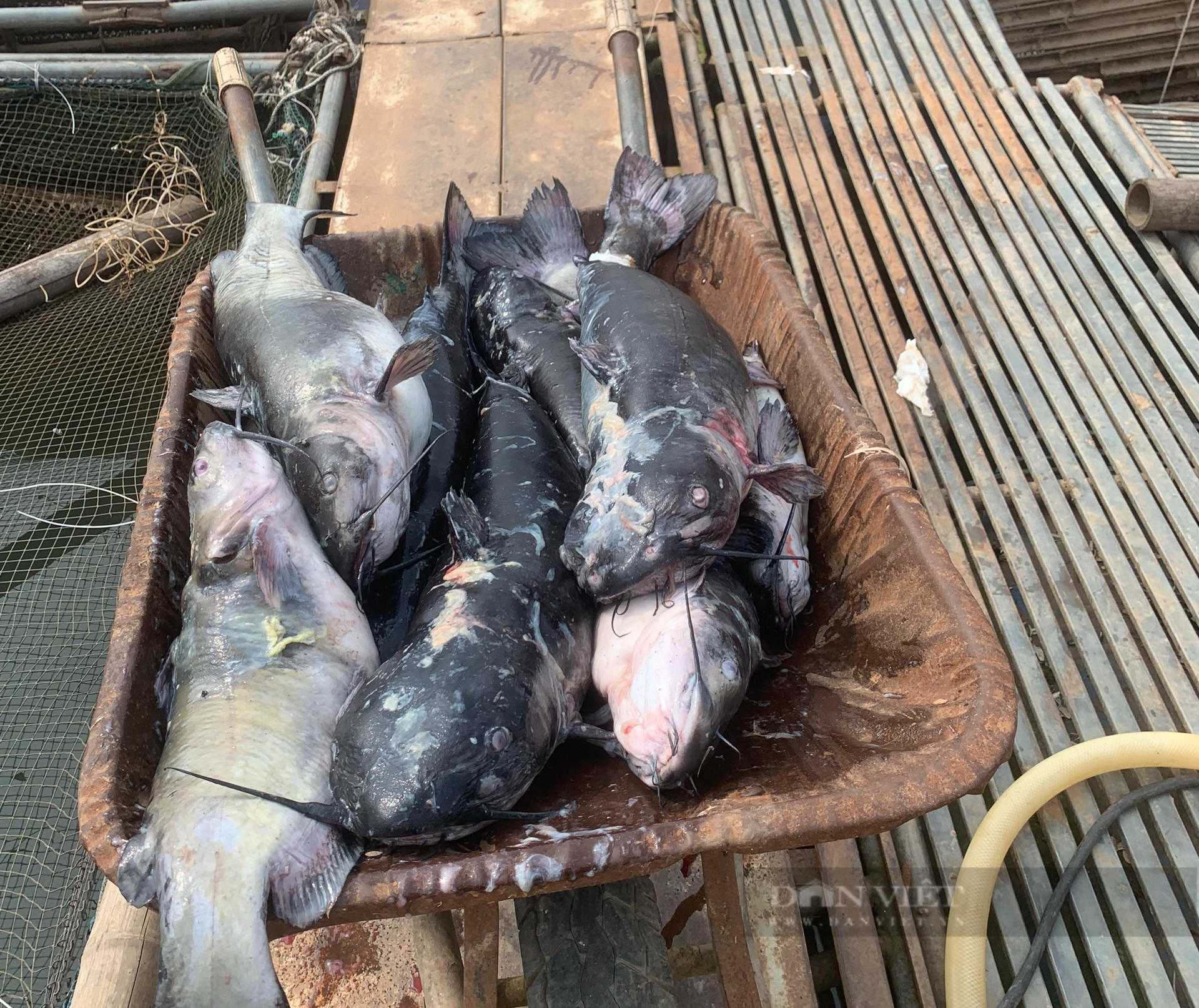 Nước sông Đà cạn đột ngột, người nuôi cá lồng thiệt hại hàng tỷ đồng - Ảnh 7.