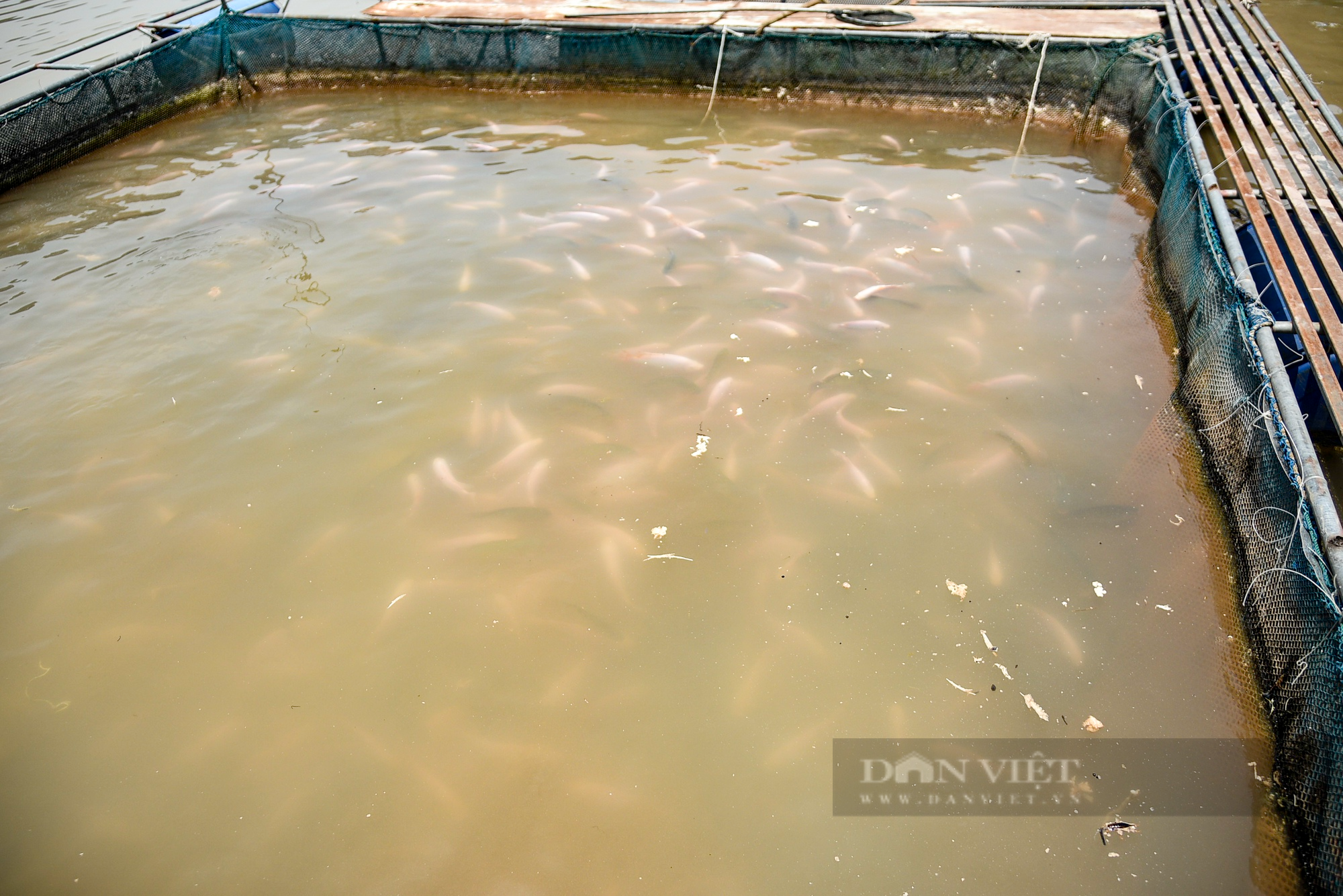 Nước sông Đà cạn đột ngột, người nuôi cá lồng thiệt hại hàng tỷ đồng - Ảnh 8.
