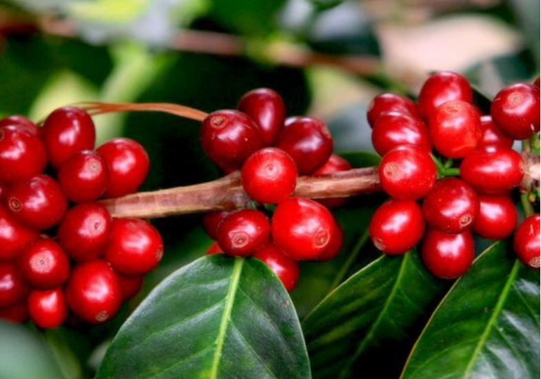 Robusta biến động theo lãi suất tiền tệ, giá vẫn đi lên - Ảnh 3.