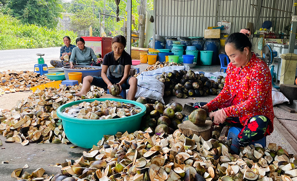 Loại quả ngon ở An Giang ăn vào mạnh gân cốt, hỗ trợ hạ sốt, ngờ đâu làm bao món lạ mắt, lạ miệng - Ảnh 1.