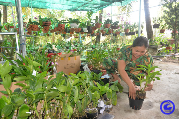 Trồng 500 chậu lan vô vàn màu sắc, ai ngờ một chị nông dân Tiền Giang khá giả, cả làng ủng hộ rần rần  - Ảnh 1.