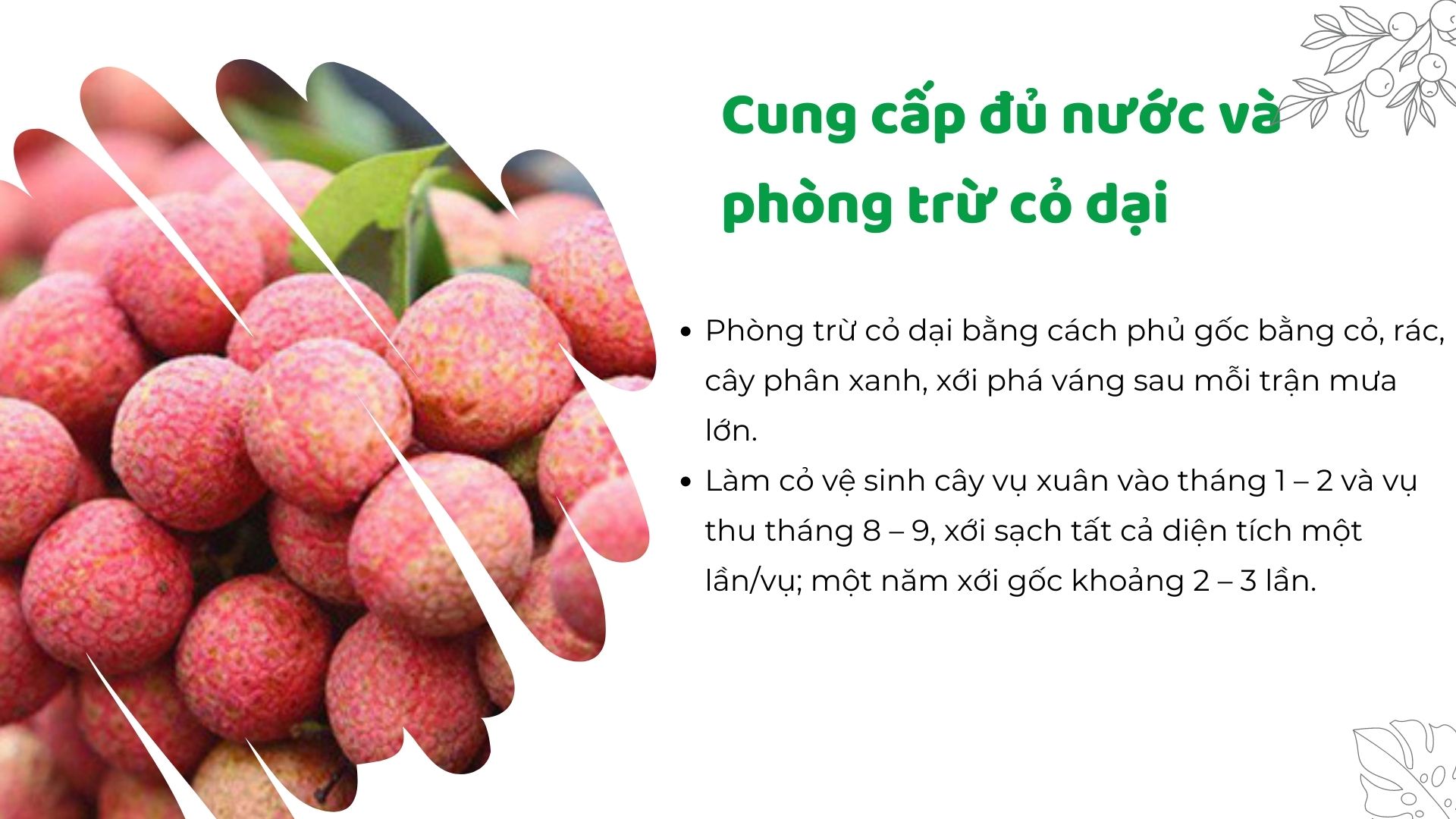 SỔ TAY NHÀ NÔNG: Tìm hiểu công tác chuẩn bị trước khi thu hoạch vải thiều - Ảnh 1.