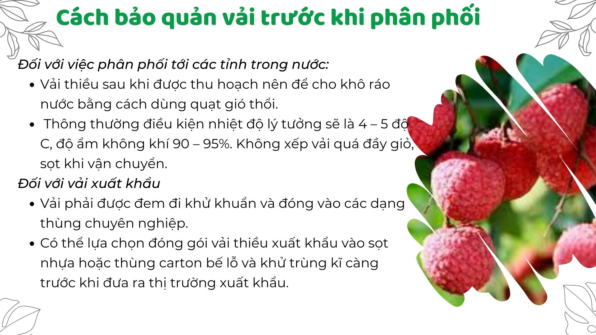 SỔ TAY NHÀ NÔNG: Tìm hiểu công tác chuẩn bị trước khi thu hoạch vải thiều - Ảnh 3.