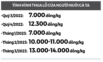 Thảm cảnh của người chăn nuôi gia cầm (Bài 2): Trại nhỏ lỗ ít, trại lớn lỗ  tiền tỷ  - Ảnh 2.