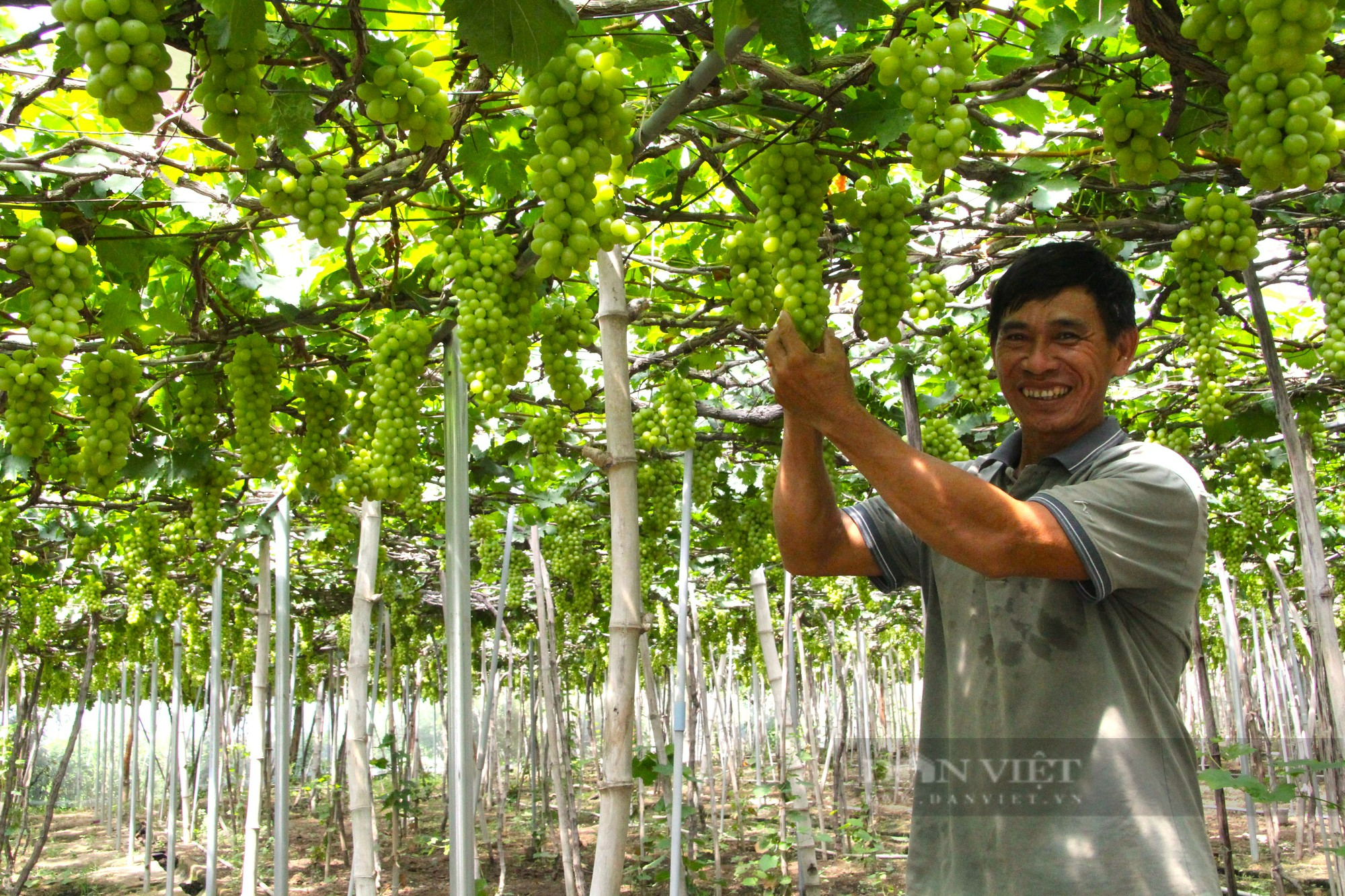 Nông dân làm nhà cho cây nho kiểu gì mà trái ra trĩu cành, thương lái thu mua tận vườn ở Ninh Thuận - Ảnh 1.