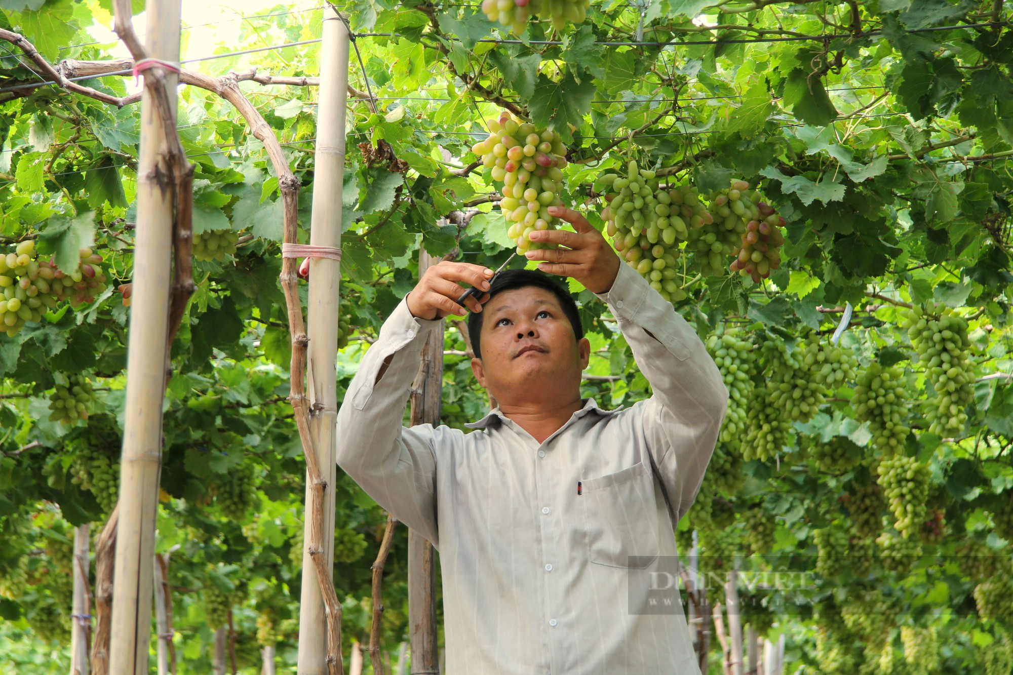 Nông dân làm nhà cho cây nho kiểu gì mà trái ra trĩu cành, thương lái thu mua tận vườn ở Ninh Thuận - Ảnh 6.