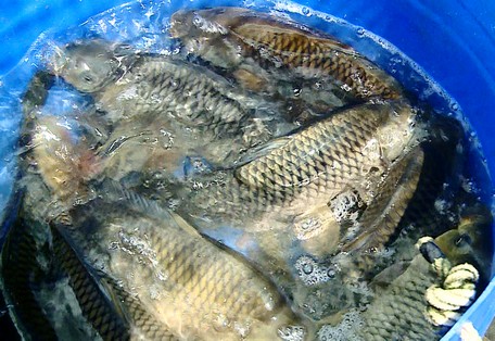 Loại cá chép thường nuôi thành cá đặc sản đang tăng giá tốt ở Vĩnh Long, bắt lên là bán 150-160.000 đồng/kg - Ảnh 1.