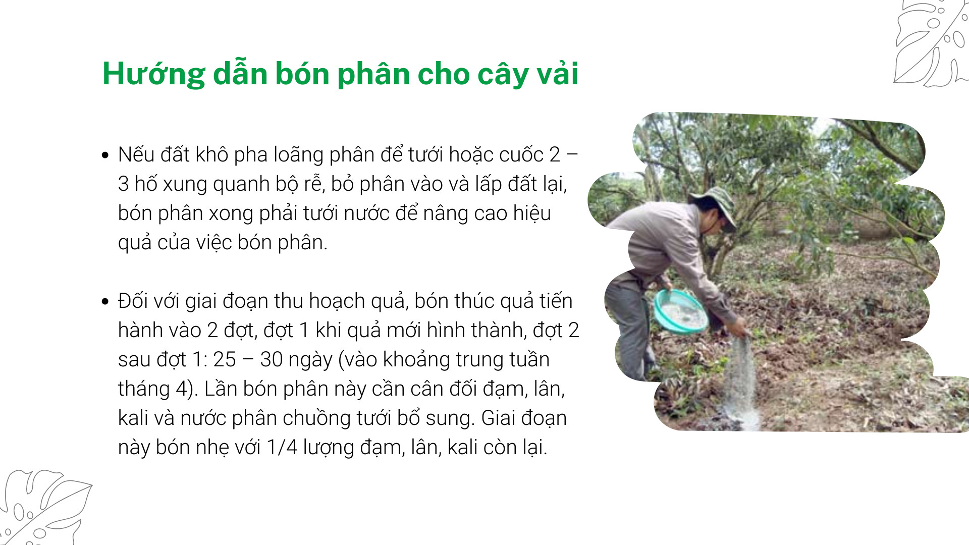 SỔ TAY NHÀ NÔNG: Chăm sóc vải thiều hiệu quả, nâng cao năng suất - Ảnh 3.