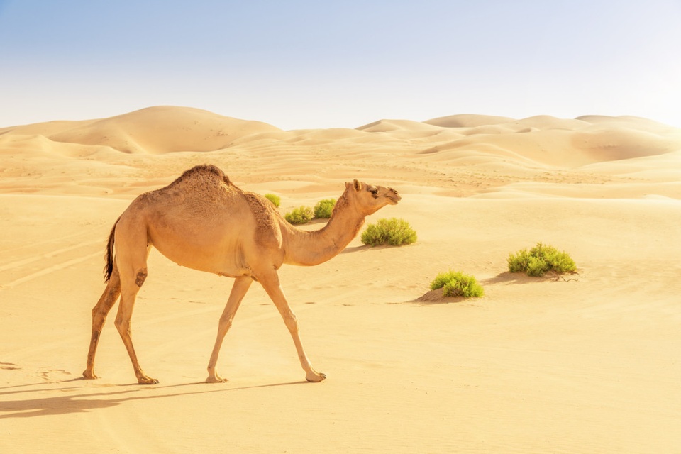 Những sự thật cực kỳ thú vị về sa mạc Sahara ít ai biết - Ảnh 9.