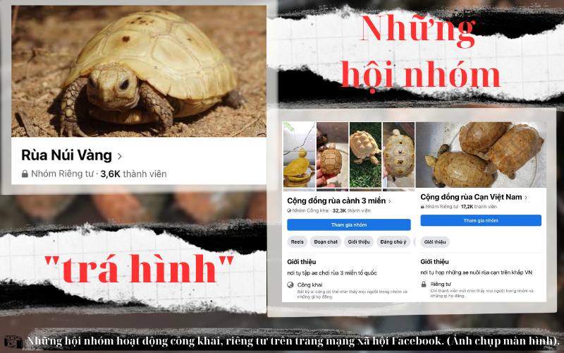 Loài động vật hoang dã bị buôn bán nhiều nhất Việt Nam - Ảnh 3.