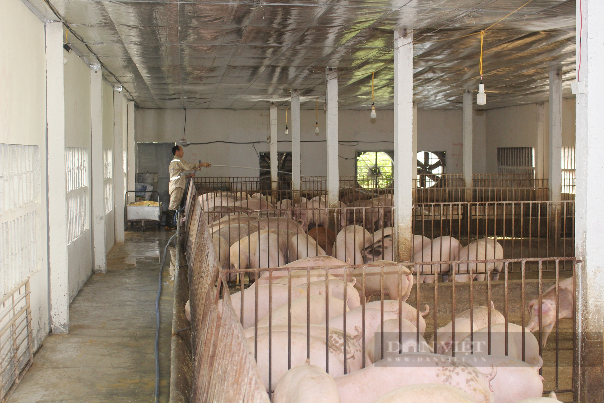 Nam Định: Gần 1.000 con gà lăn đùng ra &quot;chết&quot; vì mất điện đột ngột - Ảnh 4.