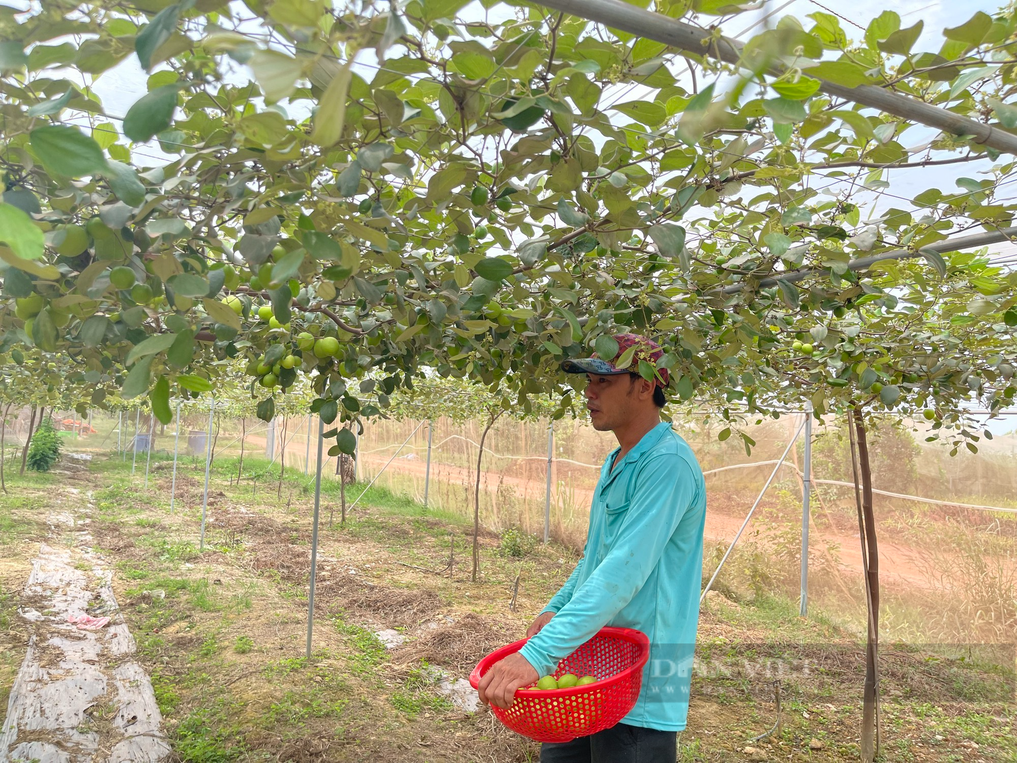 Đồng Nai: Trồng táo trong nhà màng, anh nông dân hái mỏi tay vẫn không đủ bán - Ảnh 3.