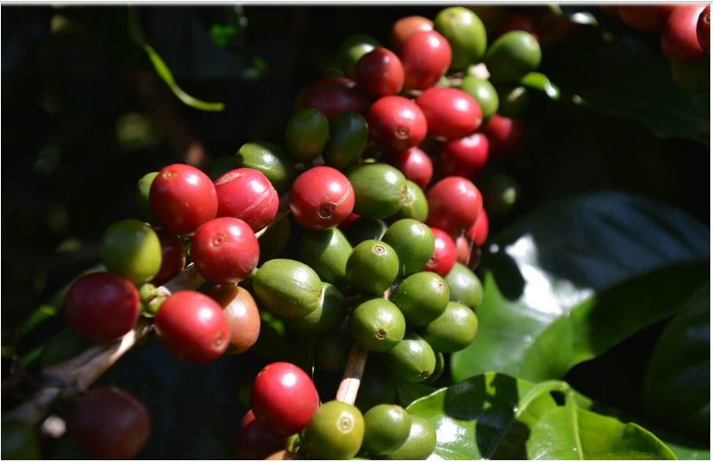 Giá cà phê ngày 15/10: Trong nước hồi phục mức 64.000 đồng/kg - Ảnh 3.