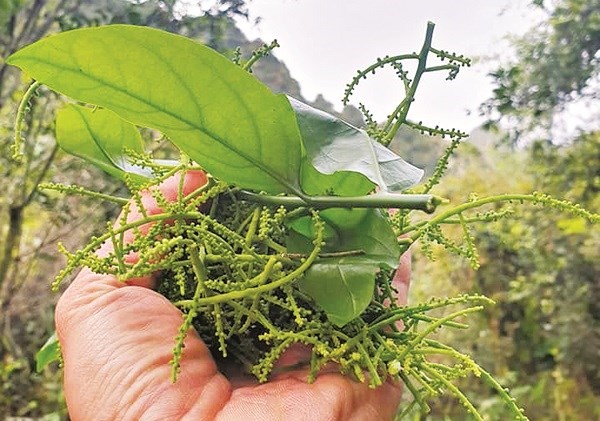 Một vùng rừng núi ở ngoại thành Hà Nội có thứ rau sách đỏ, tốt cho người mới ốm dậy, loại củ dại mà ngon - Ảnh 3.