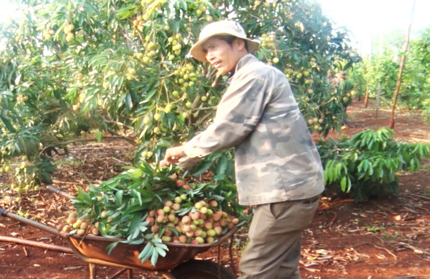 Loại cây ra quả đặc sản Hải Dương này đem vô trồng ở Gia Lai, ai ngờ ra trái quá trời, bẻ mỏi tay - Ảnh 1.