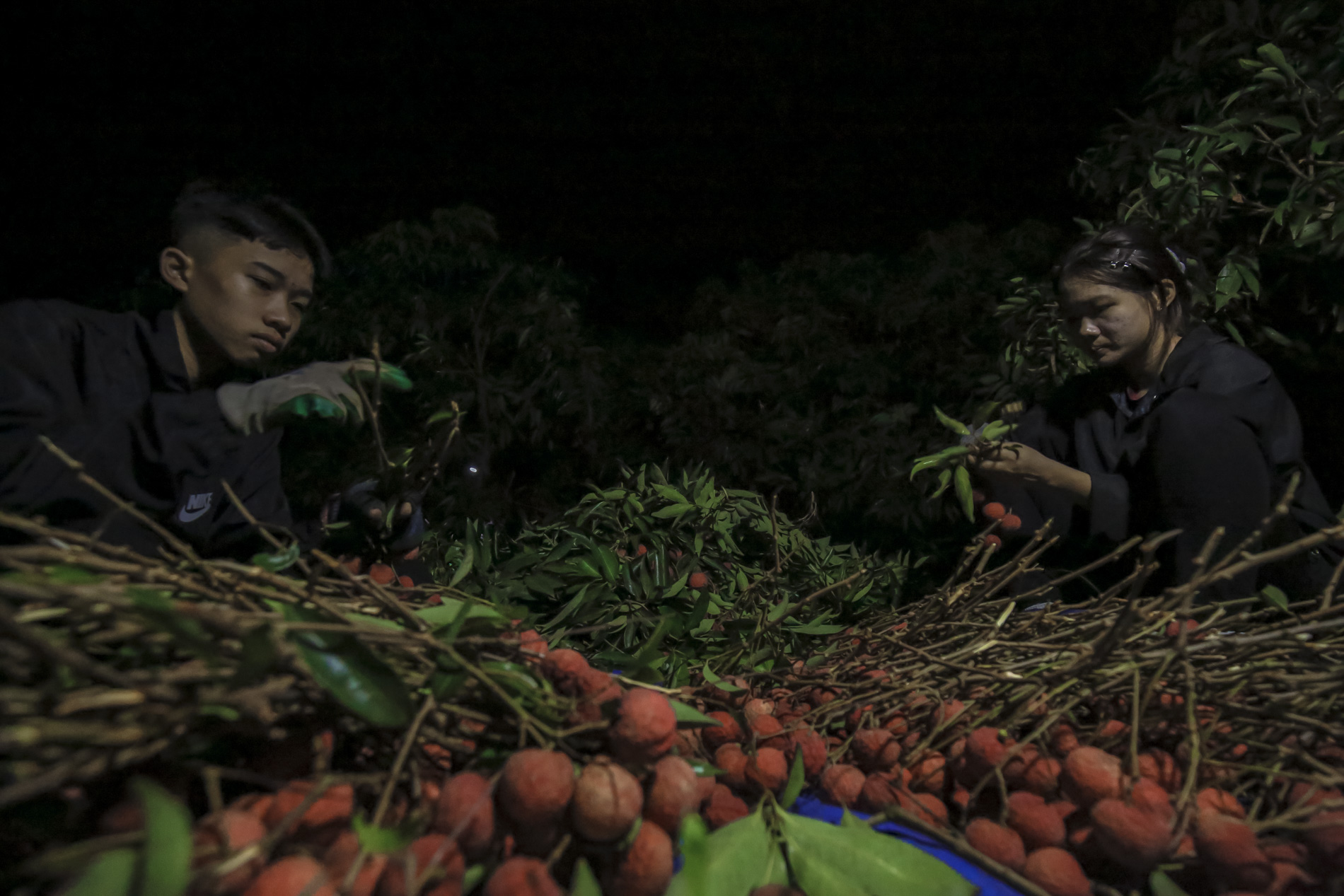 Nông dân Bắc Giang trắng đêm thu hoạch vải thiều, chở đi bán từ tờ mờ sáng - Ảnh 7.