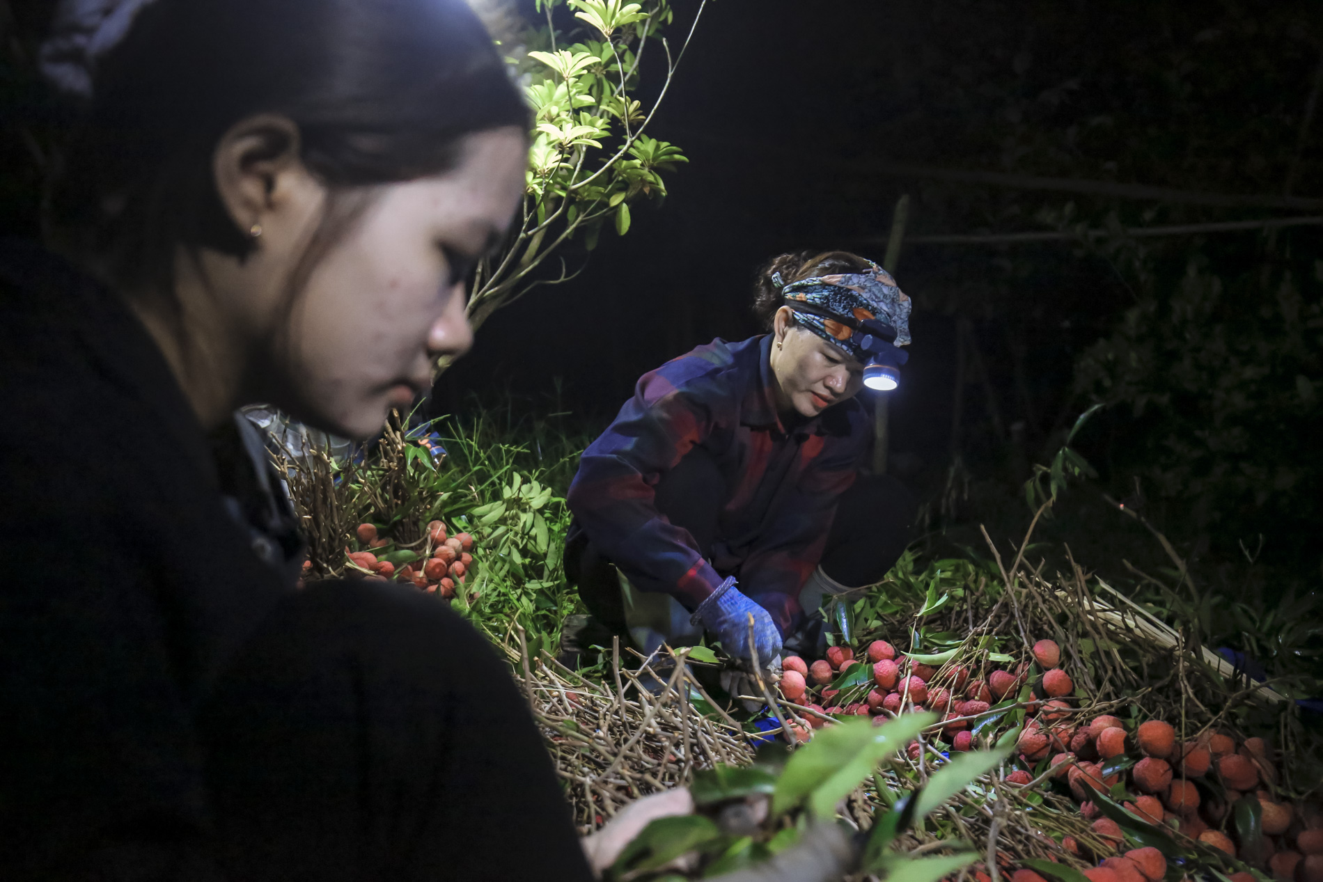 Nông dân Bắc Giang trắng đêm thu hoạch vải thiều, chở đi bán từ tờ mờ sáng - Ảnh 4.