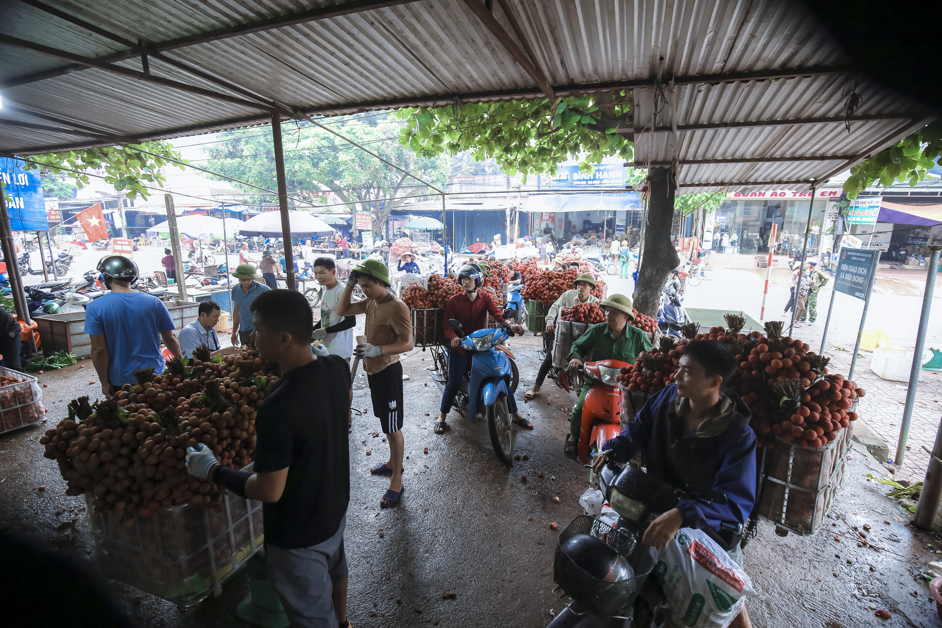 Nông dân Bắc Giang trắng đêm thu hoạch vải thiều, chở đi bán từ tờ mờ sáng - Ảnh 18.