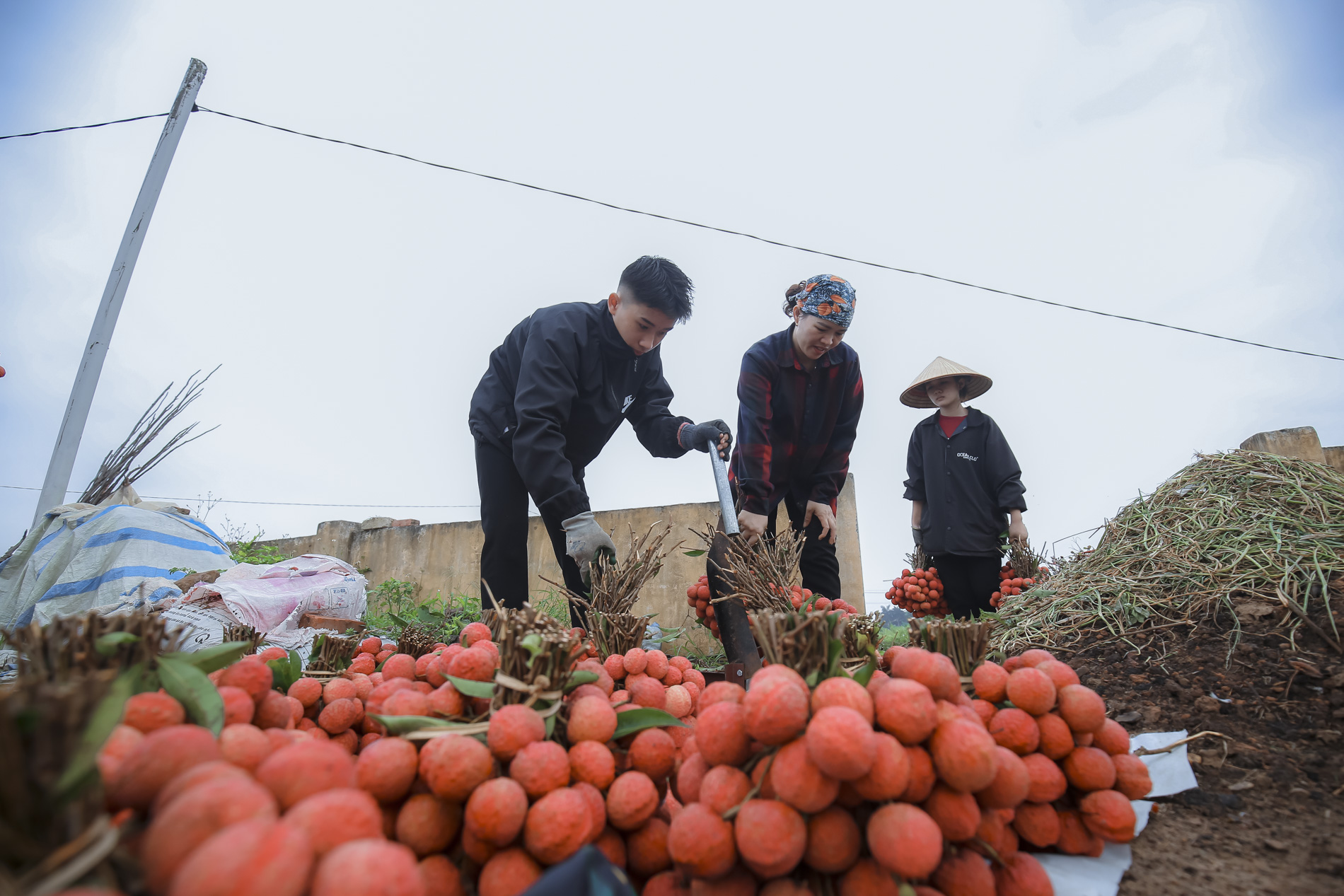 Nông dân Bắc Giang trắng đêm thu hoạch vải thiều, chở đi bán từ tờ mờ sáng - Ảnh 10.