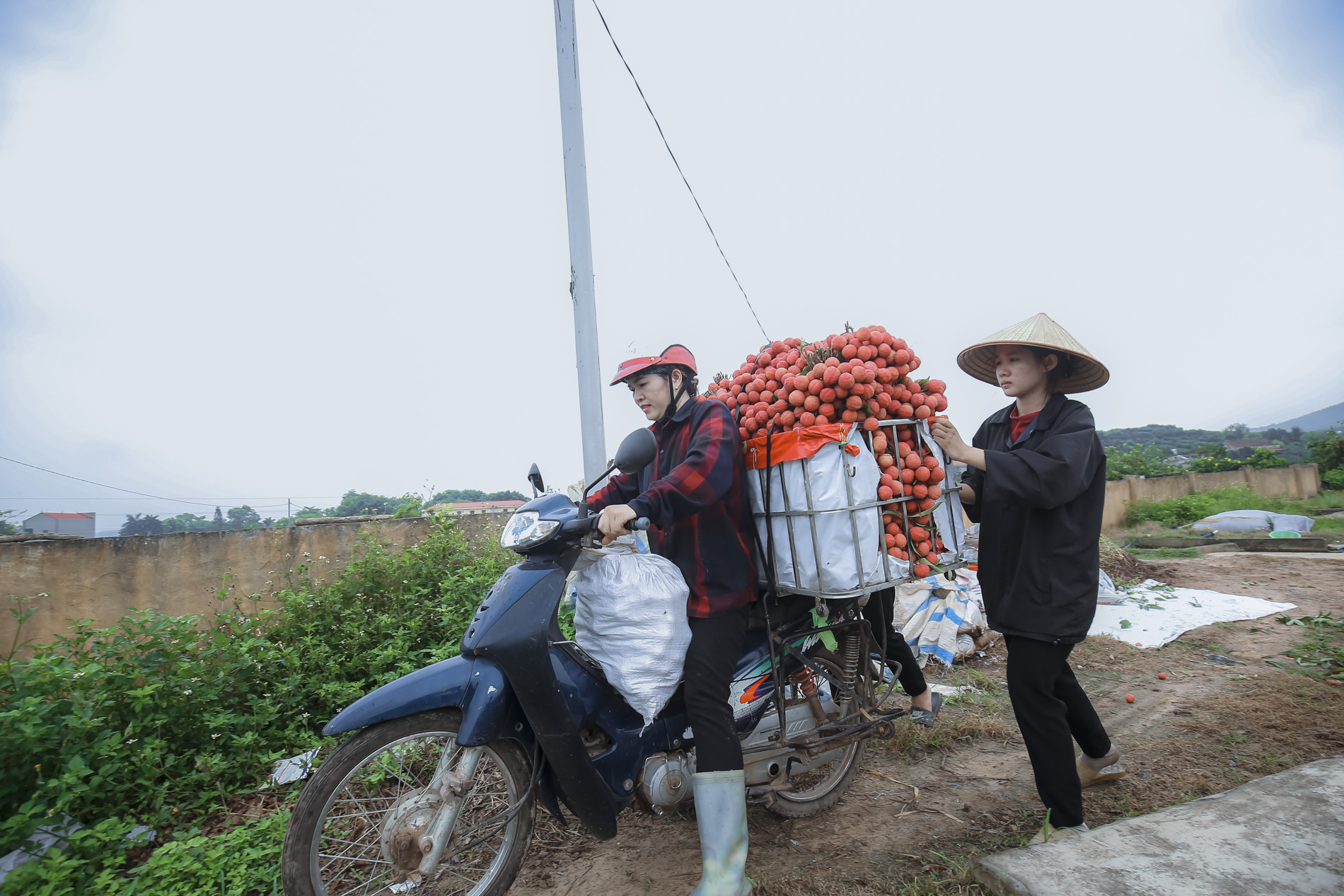 Nông dân Bắc Giang trắng đêm thu hoạch vải thiều, chở đi bán từ tờ mờ sáng - Ảnh 11.