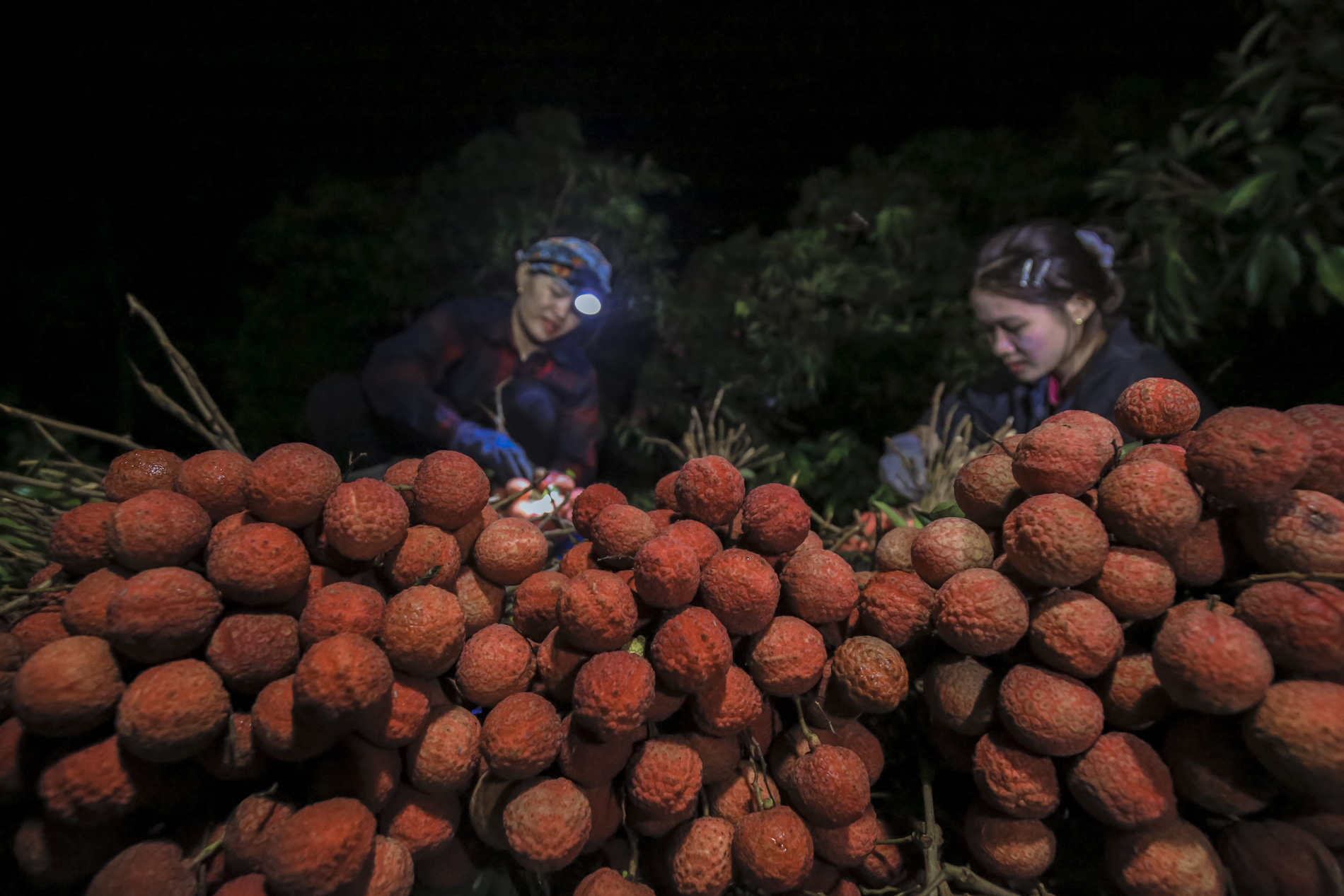 Nông dân Bắc Giang trắng đêm thu hoạch vải thiều, chở đi bán từ tờ mờ sáng - Ảnh 1.