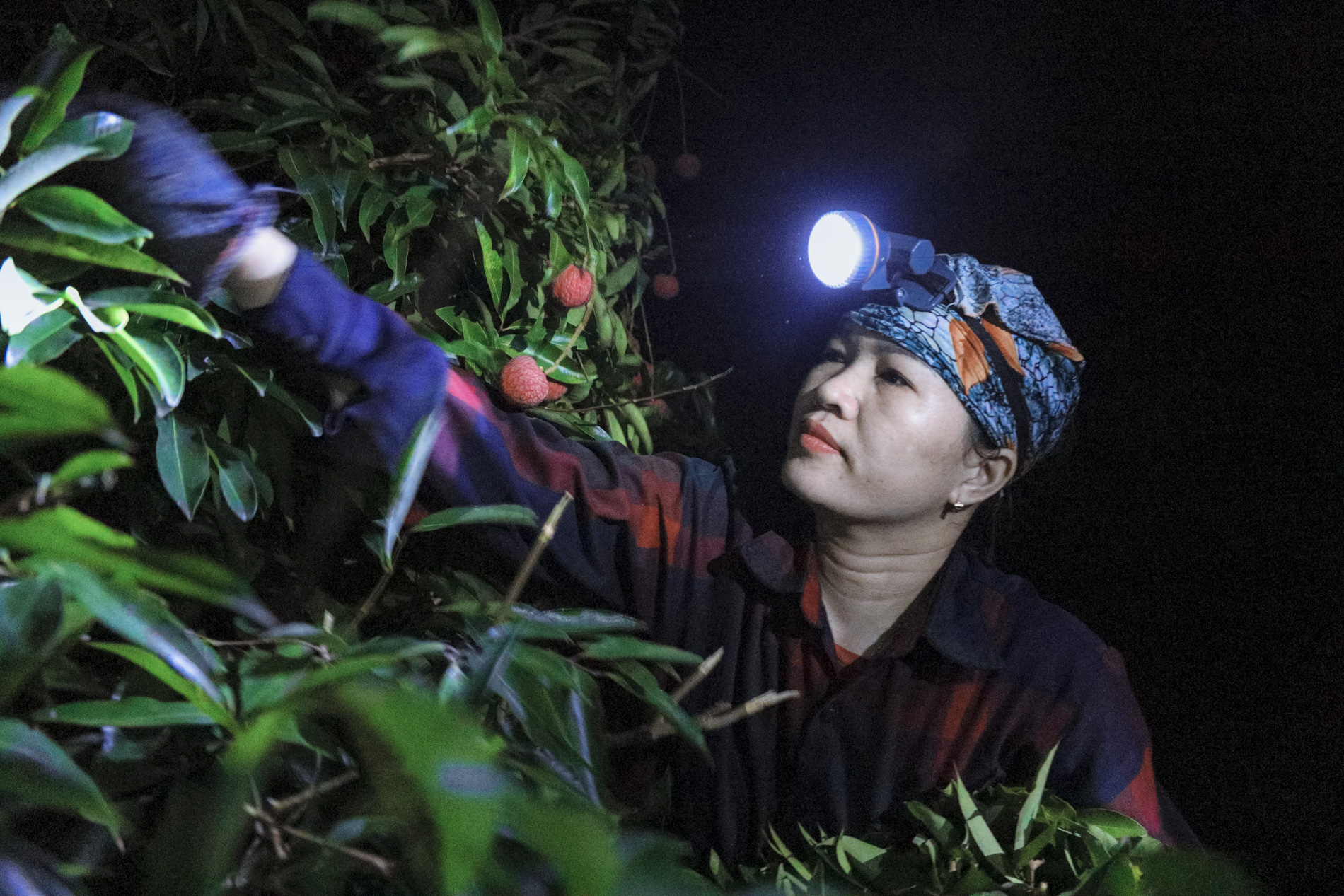 Nông dân Bắc Giang trắng đêm thu hoạch vải thiều, chở đi bán từ tờ mờ sáng - Ảnh 3.