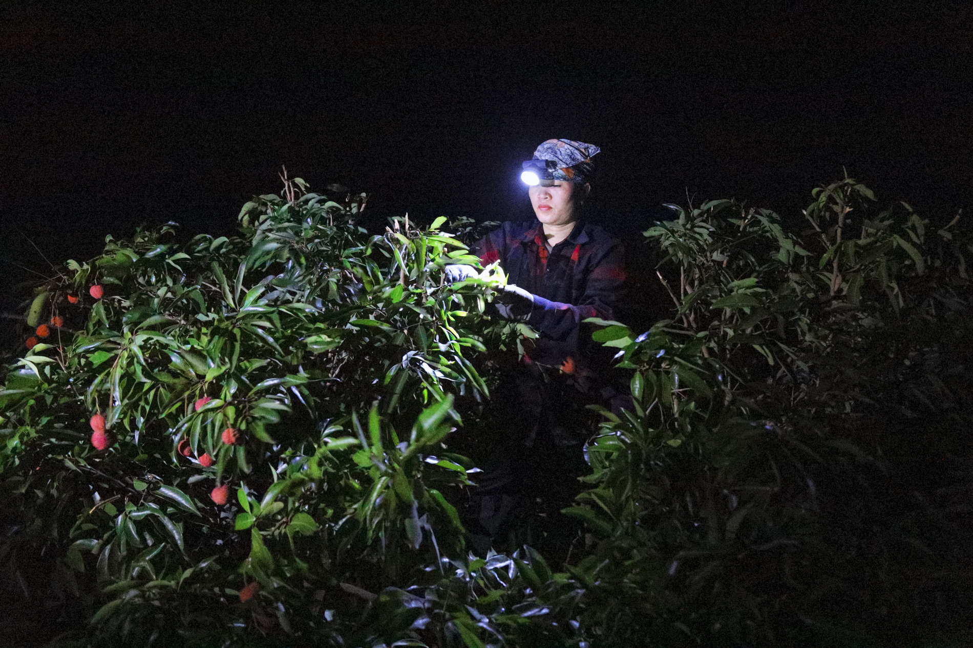 Nông dân Bắc Giang trắng đêm thu hoạch vải thiều, chở đi bán từ tờ mờ sáng - Ảnh 6.