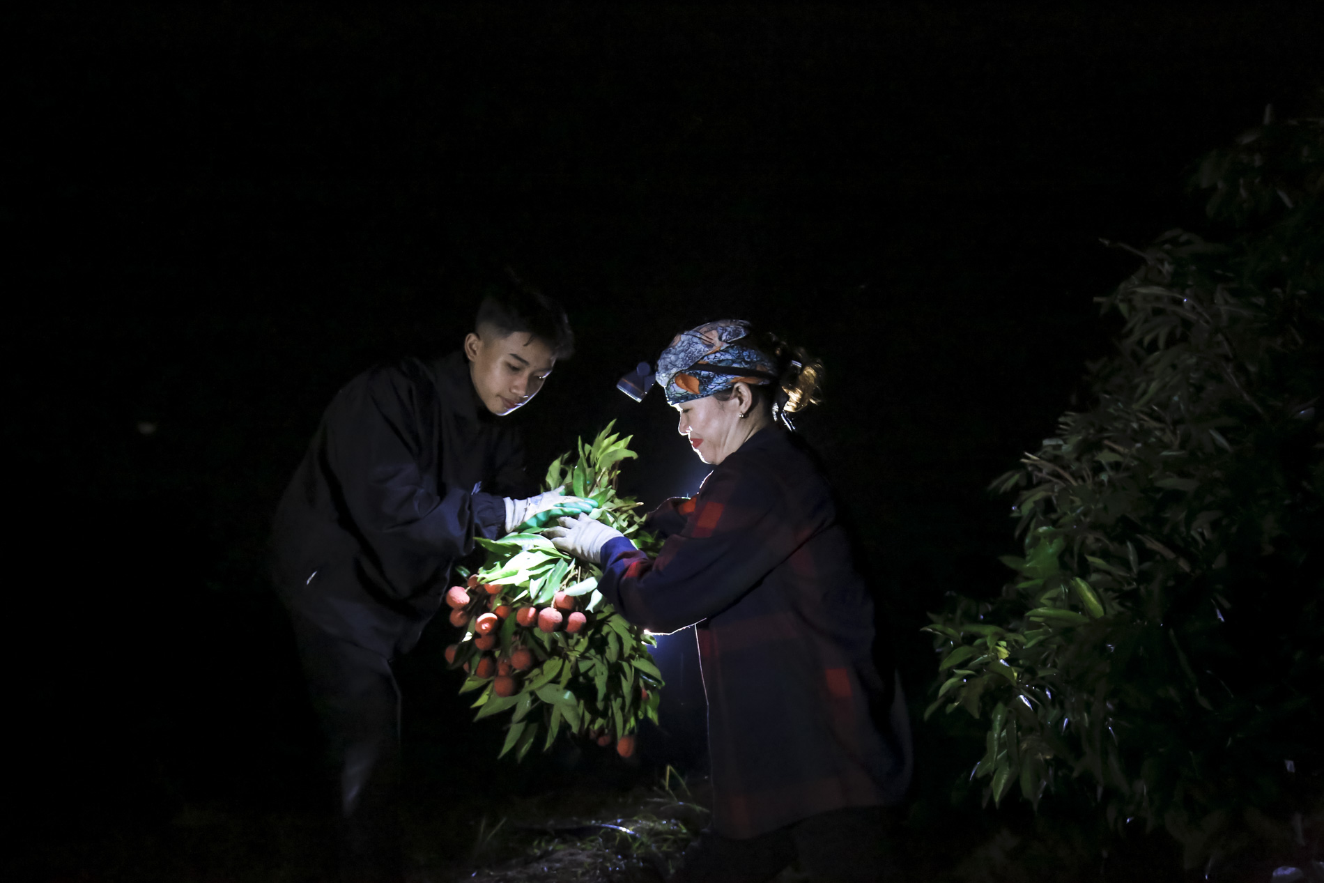 Nông dân Bắc Giang trắng đêm thu hoạch vải thiều, chở đi bán từ tờ mờ sáng - Ảnh 2.