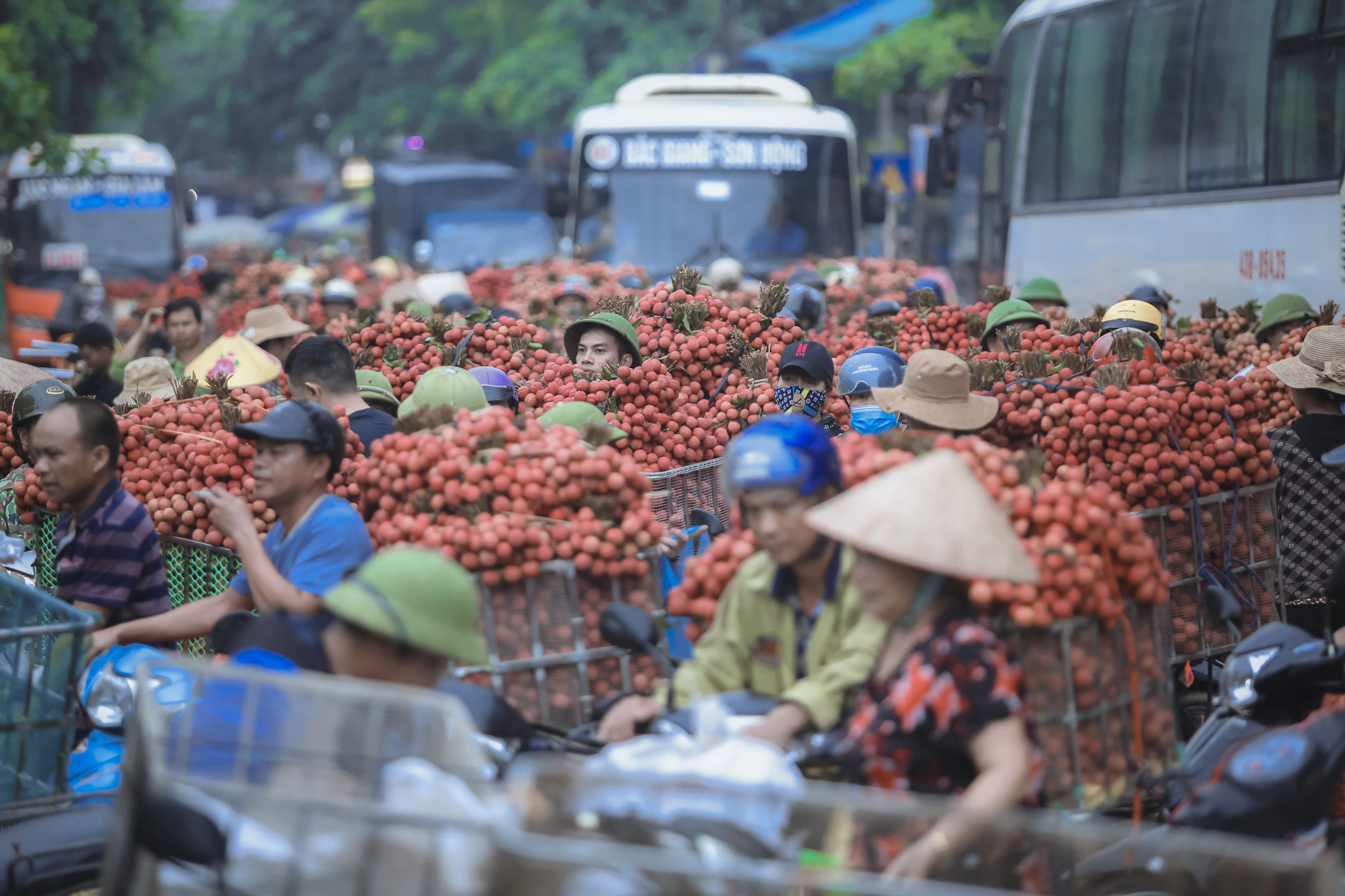 Nông dân Bắc Giang trắng đêm thu hoạch vải thiều, chở đi bán từ tờ mờ sáng - Ảnh 14.