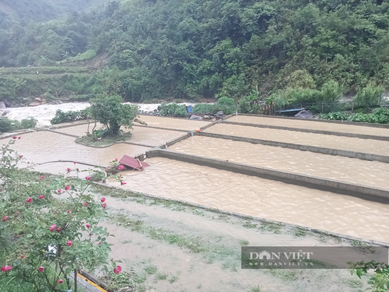 Nước mắt nhà nông trong cơn &quot;mưa vàng&quot; - Ảnh 3.