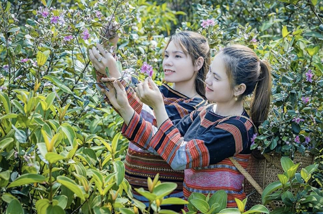 Loại hoa vừa nở rộ ở miền núi Bình Định khiến nhiều người lên xem - Ảnh 1.