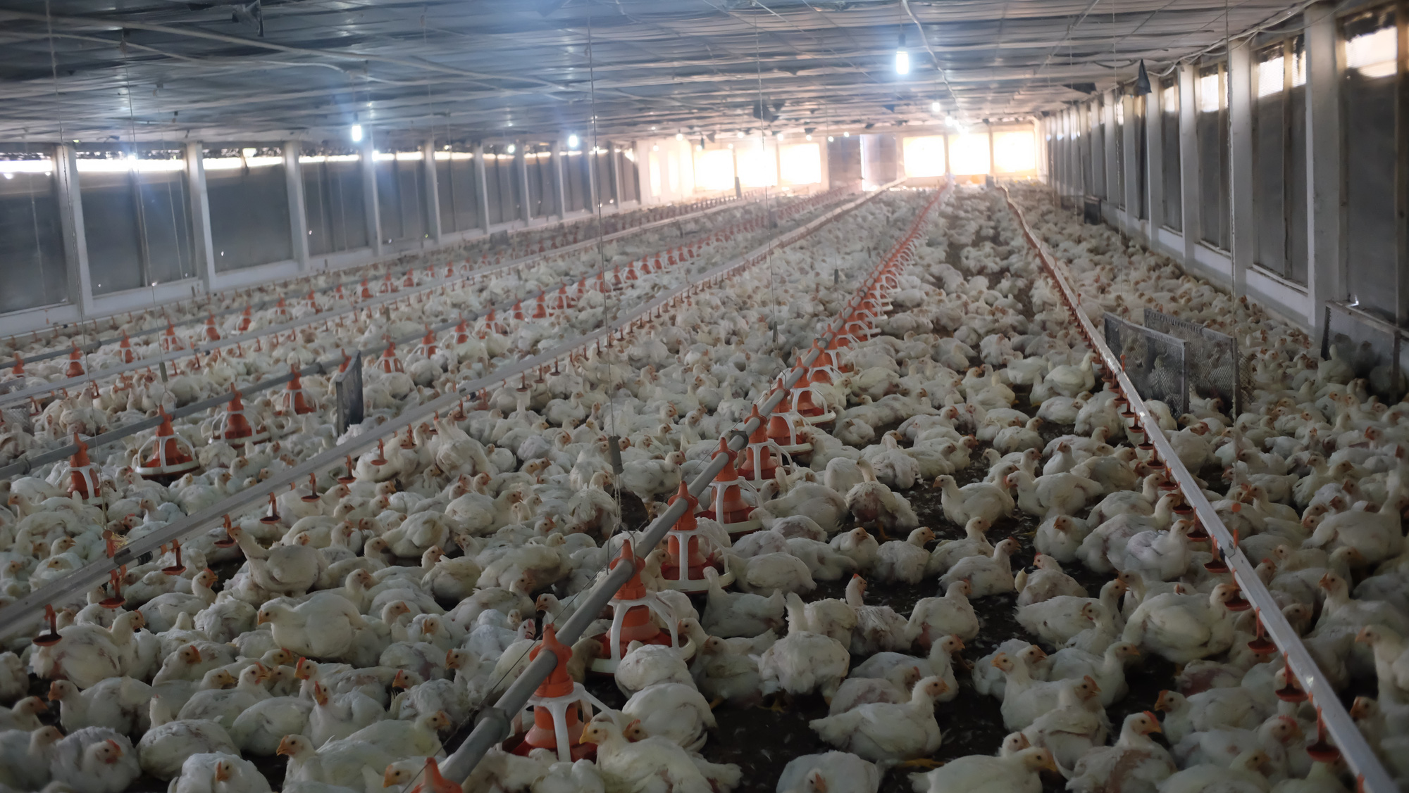 Tập đoàn De Heus hợp tác cùng 7 tỉnh xây dựng chuỗi thịt gà an toàn dịch bệnh, đạt chuẩn quốc tế - Ảnh 4.