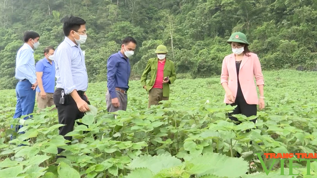 Sơn La: Đánh giá kết quả triển khai mô hình cây gai xanh - Ảnh 8.