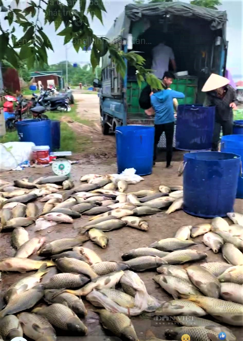 Sau một đêm nông dân nuôi cá lồng trên sông Kinh Thầy ở Hải Dương thiệt hại tiền trăm, bạc tỷ vì cá chết - Ảnh 6.