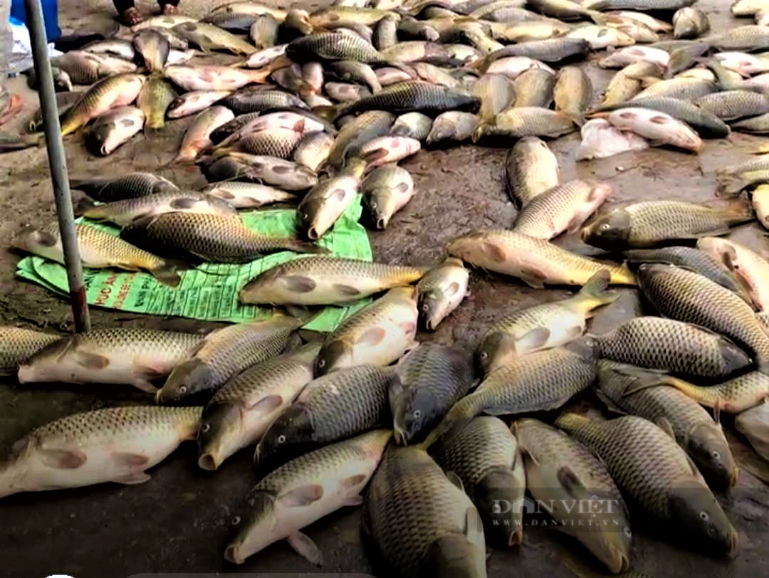 Sau một đêm nông dân nuôi cá lồng trên sông Kinh Thầy ở Hải Dương thiệt hại tiền trăm, bạc tỷ vì cá chết - Ảnh 5.