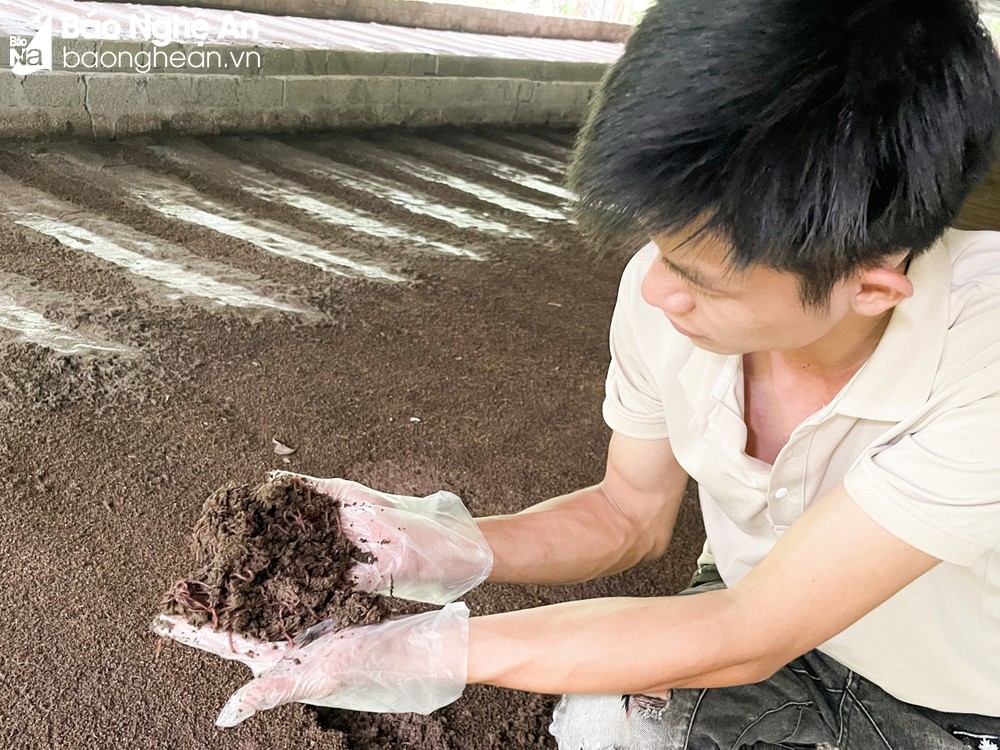 Nuôi con ăn bẩn, một anh nông dân Nghệ An thu tiền tỷ - Ảnh 1.