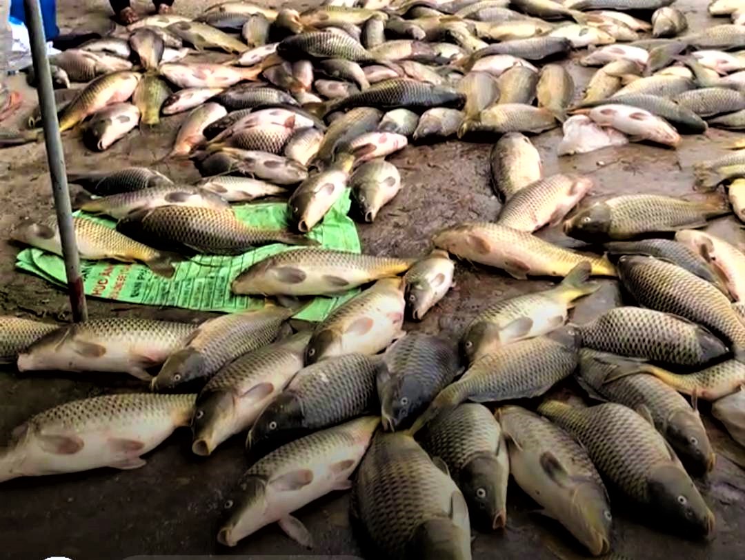 Sau một đêm nông dân nuôi cá lồng trên sông Kinh Thầy ở Hải Dương thiệt hại tiền trăm, bạc tỷ vì cá chết - Ảnh 2.