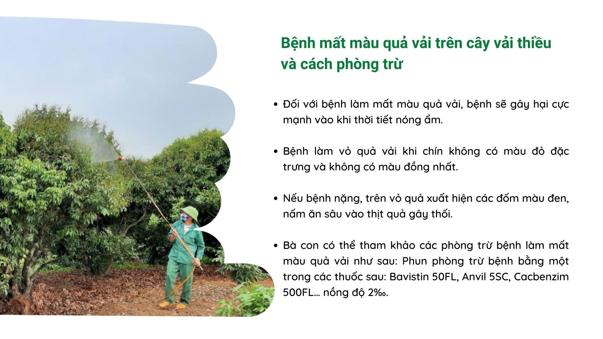 SỔ TAY NHÀ NÔNG: Một số bệnh trên cây vải thiều và cách phòng trừ - Ảnh 3.