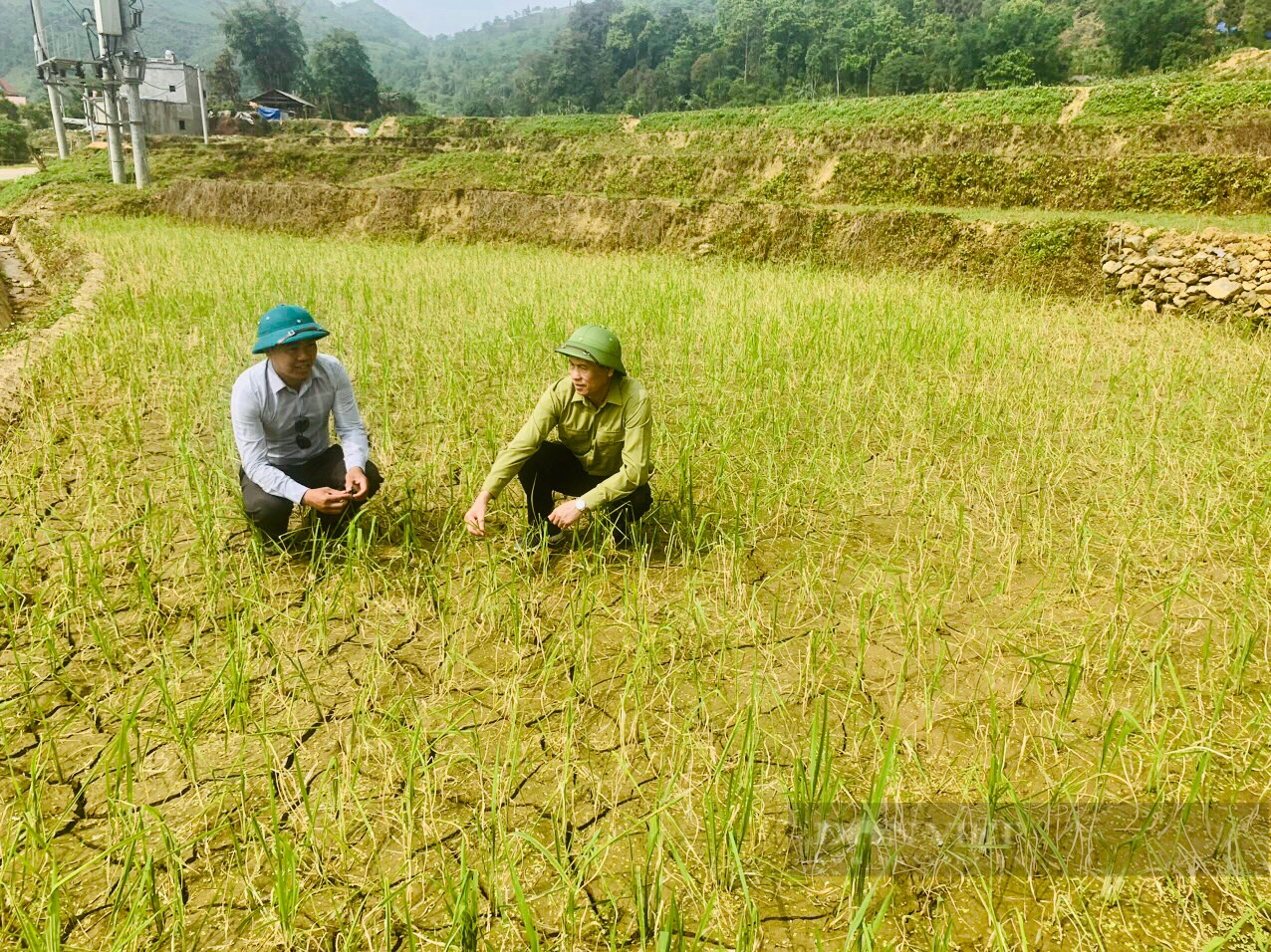 Hàng nghìn ha cây trồng vùng biên Lào Cai bị thiệt hại do hạn hán - Ảnh 2.