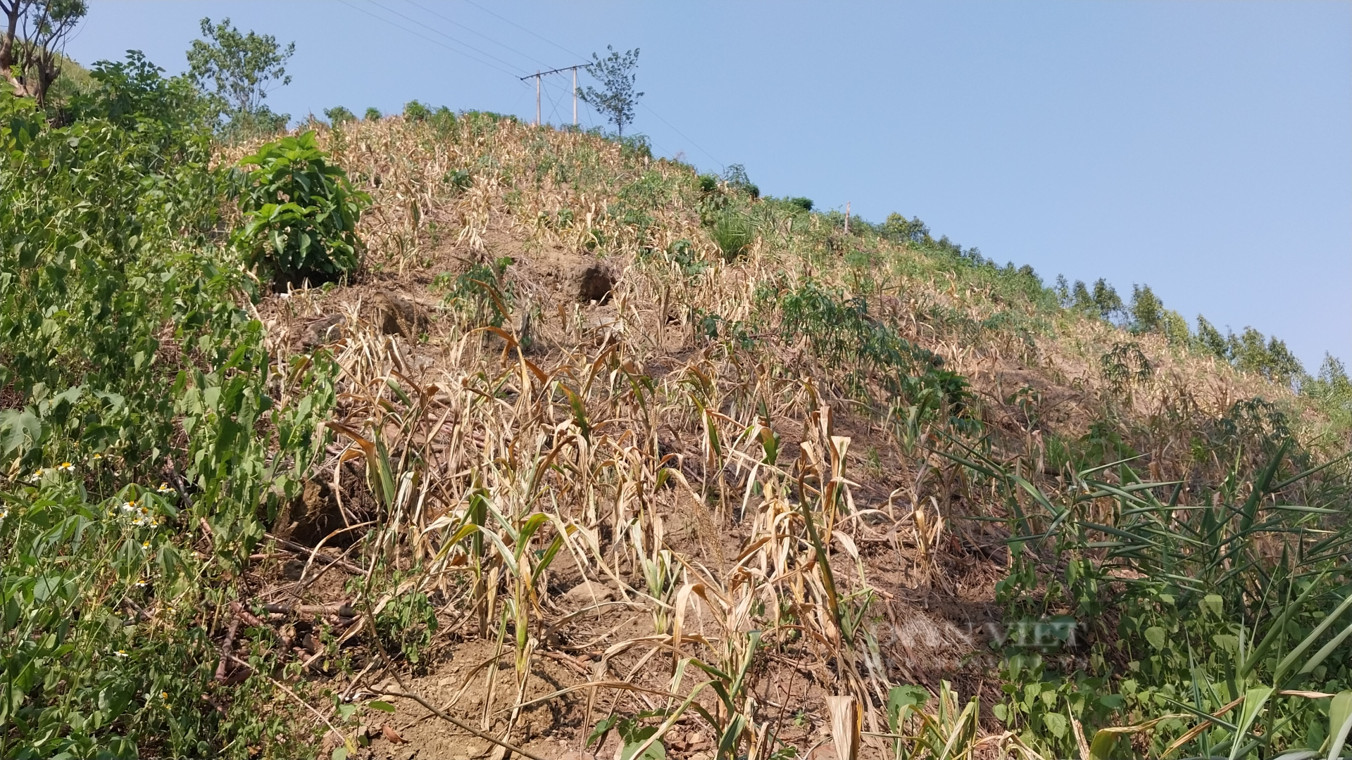 Hàng nghìn ha cây trồng vùng biên Lào Cai bị thiệt hại do hạn hán - Ảnh 3.