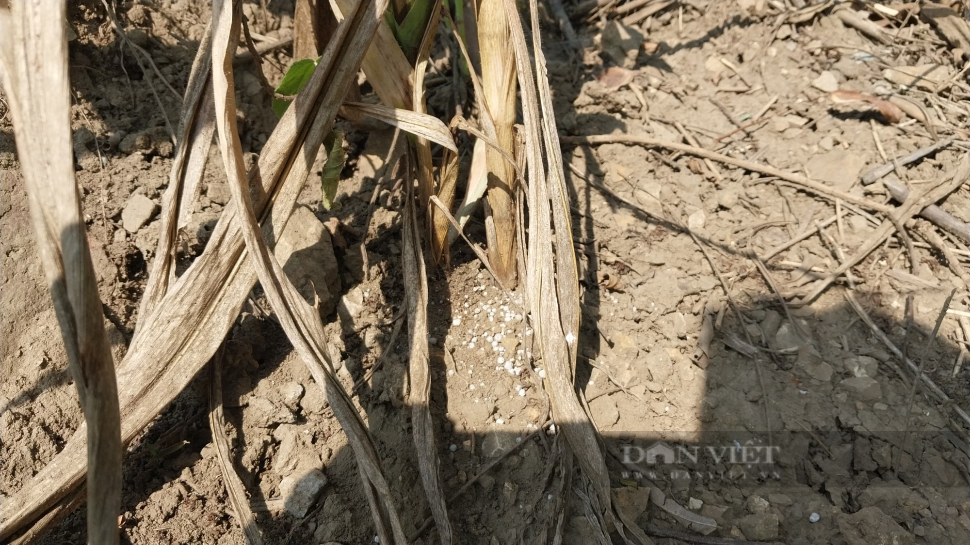 Hàng nghìn ha cây trồng vùng biên Lào Cai bị thiệt hại do hạn hán - Ảnh 6.