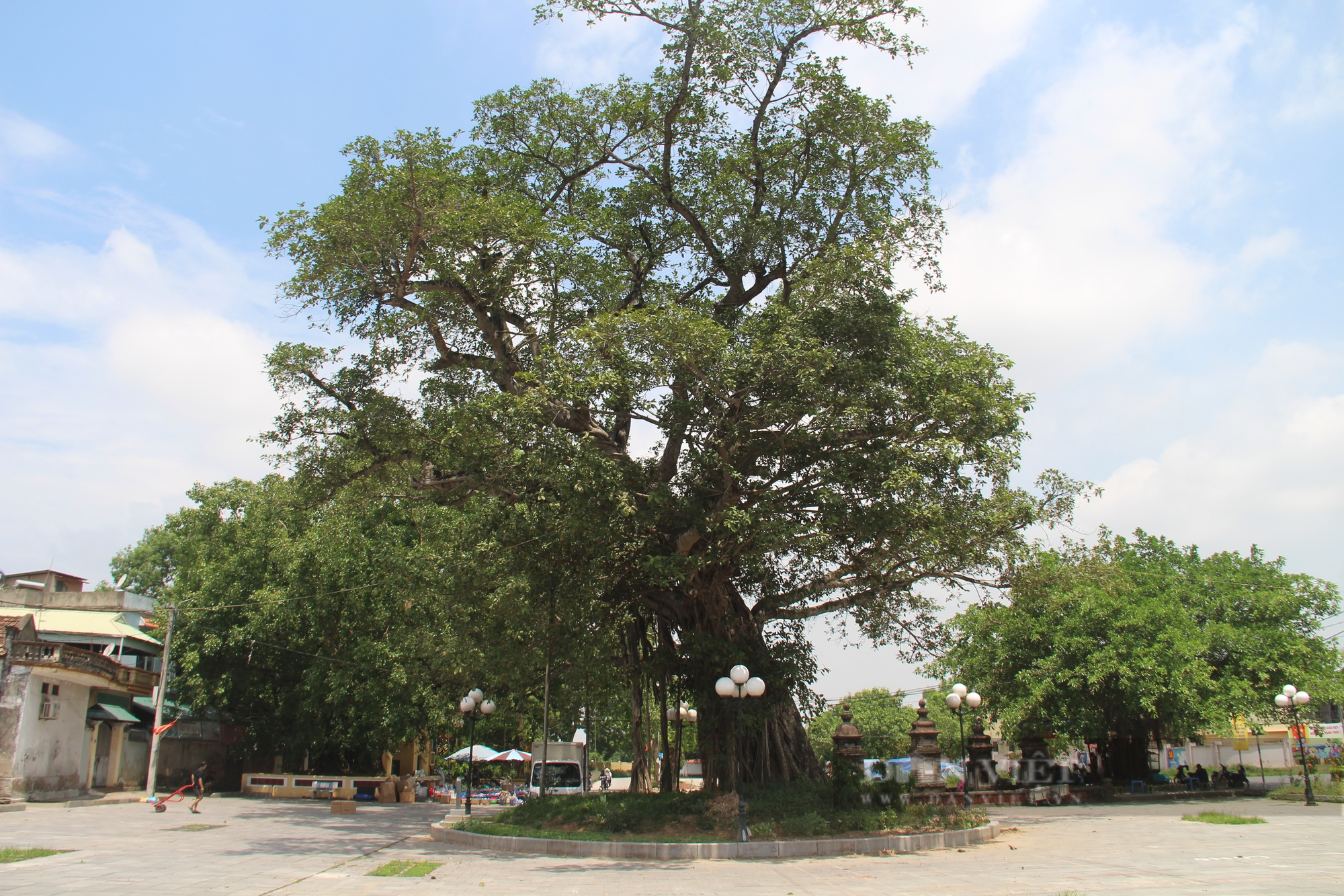 Ngôi làng ven đô Hà Nội sở hữu 3 cây di sản Việt Nam - Ảnh 4.