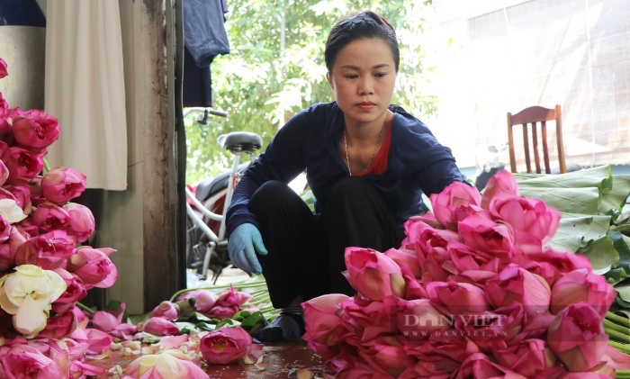 Chuyện về người đàn ông ngoại thành Hà Nội biến cánh đồng hoang, kiếm tiền tỷ từ hoa sen - Ảnh 4.