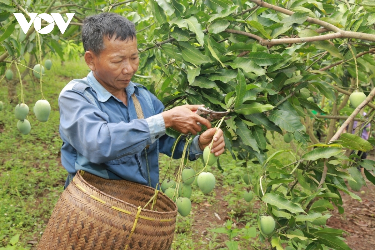 Hoa quả Sơn La rộn ràng xuống phố - Ảnh 1.