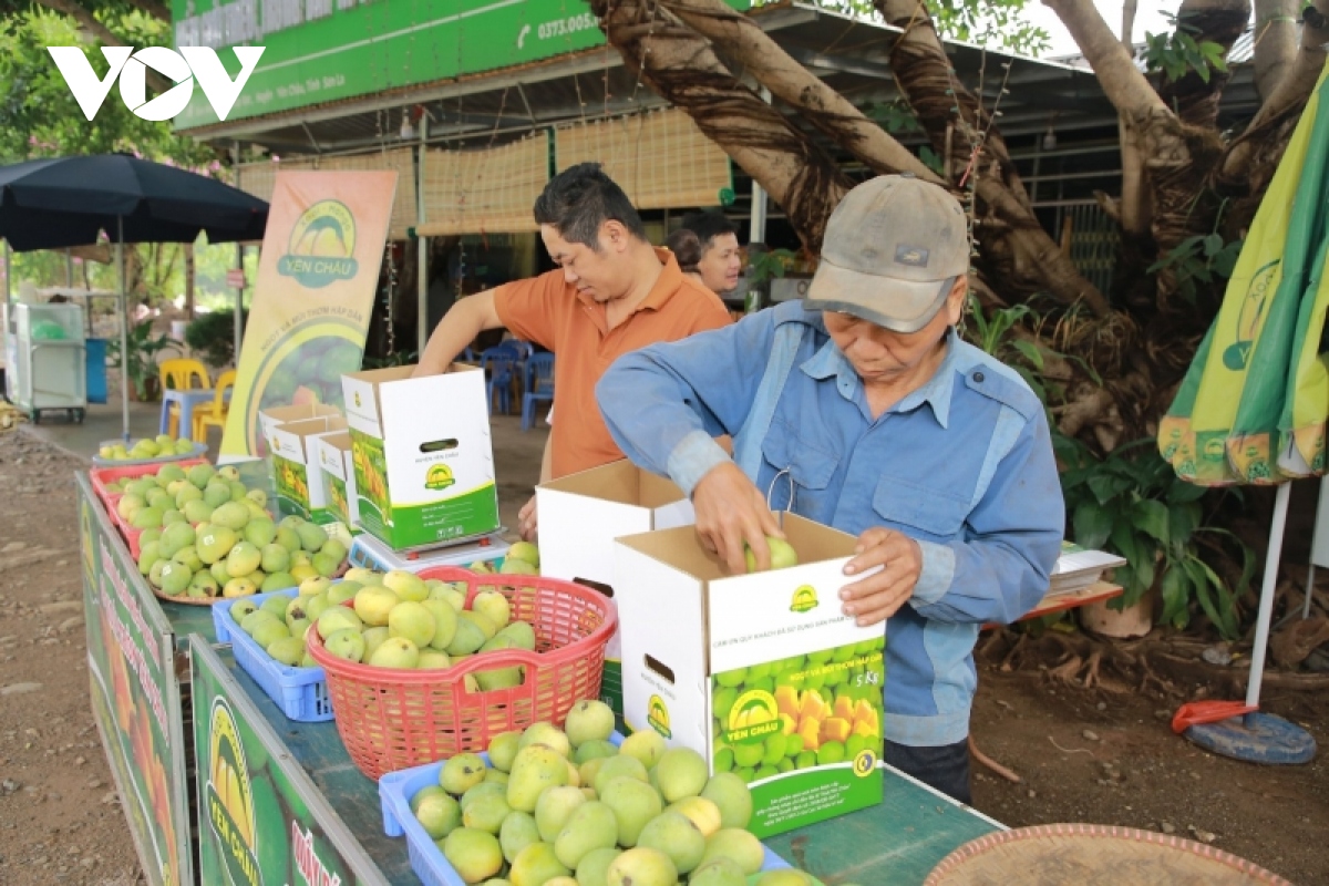 Hoa quả Sơn La rộn ràng xuống phố - Ảnh 2.