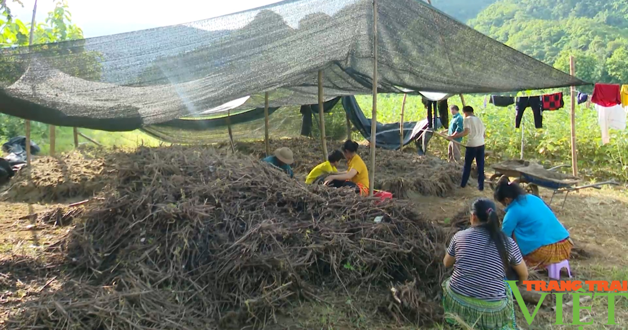 Cây gai xanh: Giúp đồng bào dân tộc thiểu số chuyển đổi cây trồng hiệu quả - Ảnh 5.