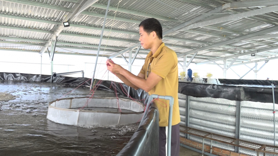 Chuyện nghe lạ, một nông dân ở tỉnh Đắk Lắk đang nuôi tôm thẻ chân trắng nước mặn, thành công bất ngờ - Ảnh 1.