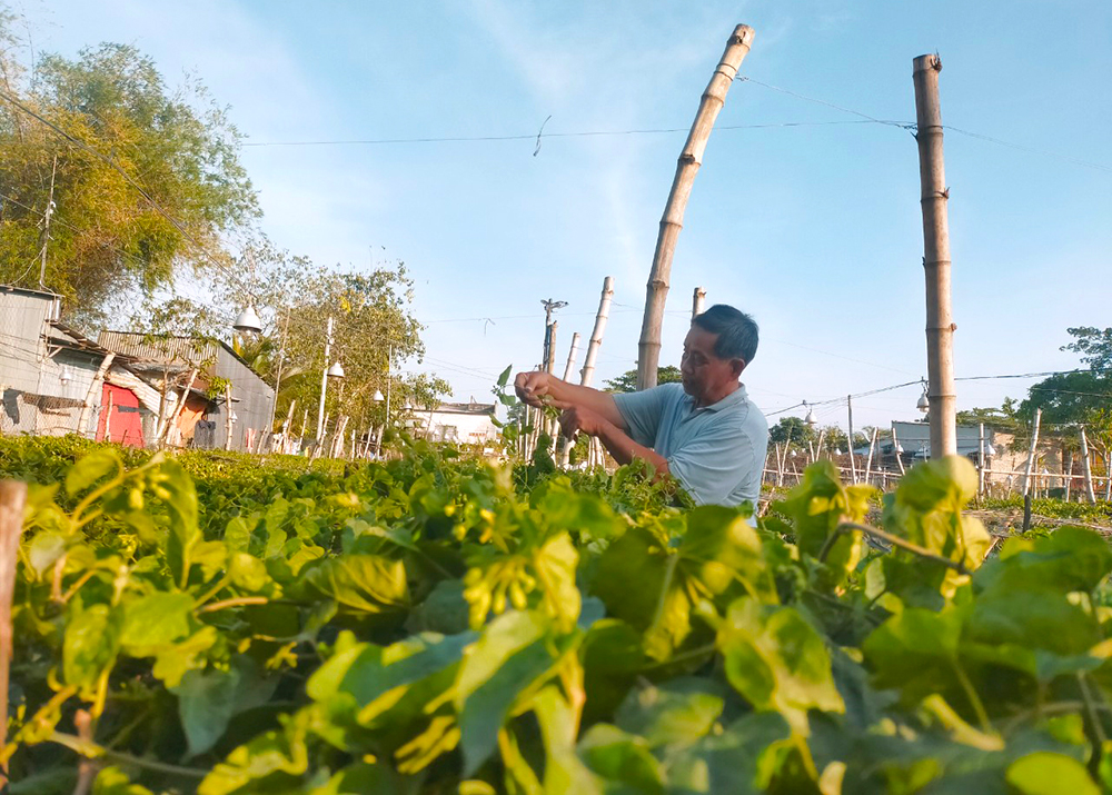 Trồng loài hoa hái làm rau sạch, ăn mát, giải độc, như vị thuốc an thần, nông dân An Giang hái là bán hết sạch - Ảnh 1.